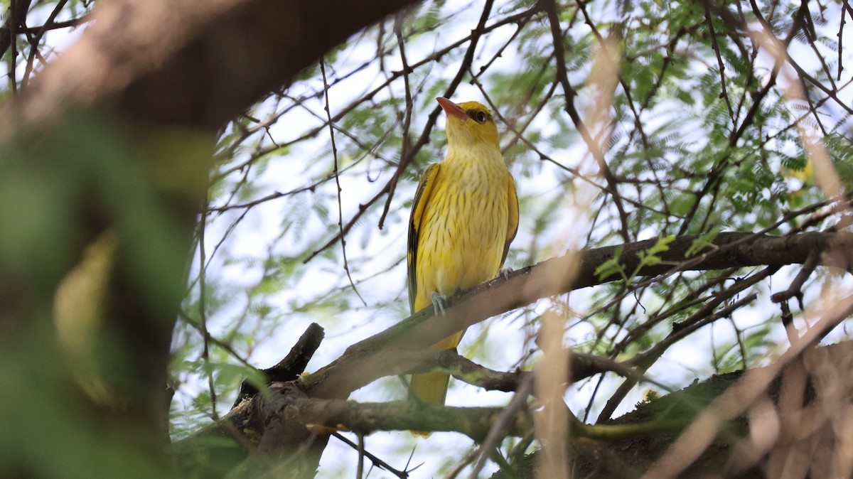 Indian Golden Oriole - ML645322205