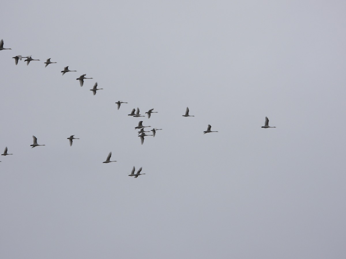 Whooper Swan - ML645322216