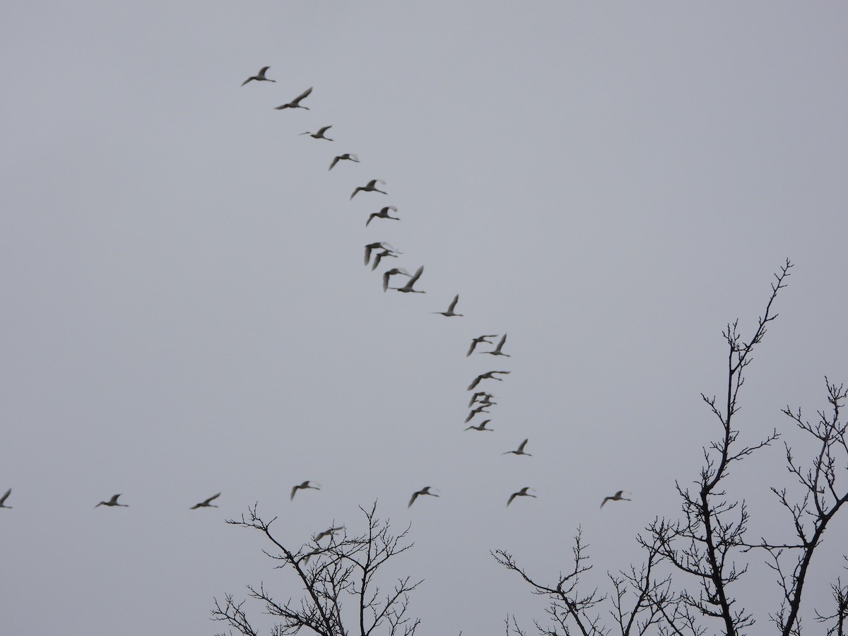 Whooper Swan - ML645322217