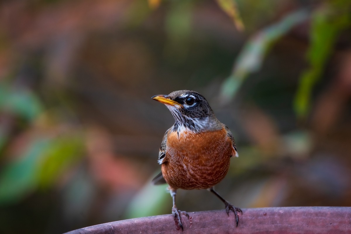 Wanderdrossel - ML645322220