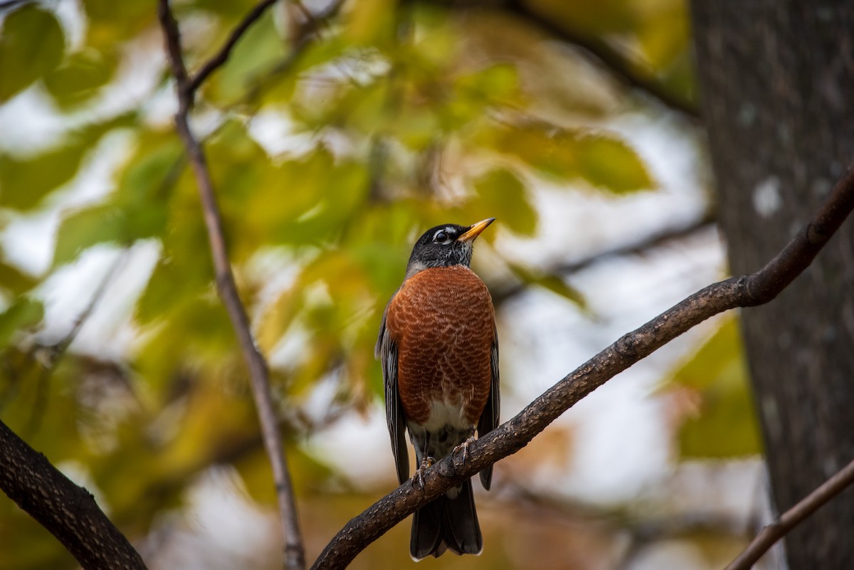 Wanderdrossel - ML645322221