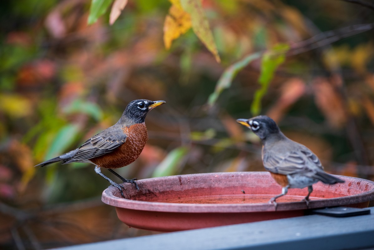 Wanderdrossel - ML645322222