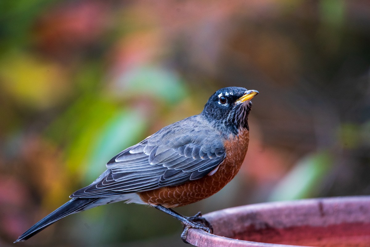 Wanderdrossel - ML645322223