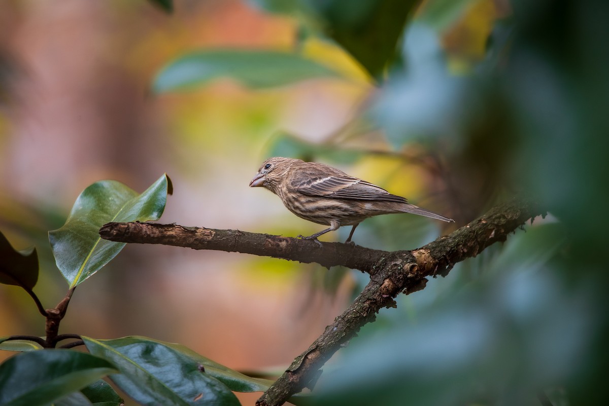 House Finch - ML645322225