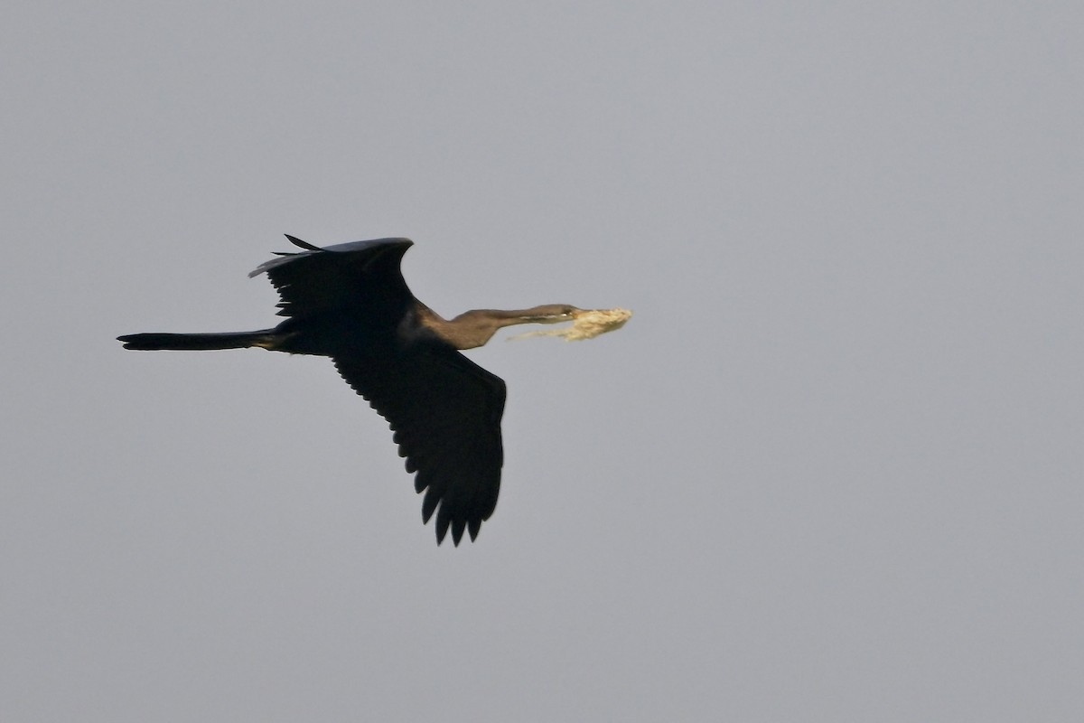 Oriental Darter - ML645322228