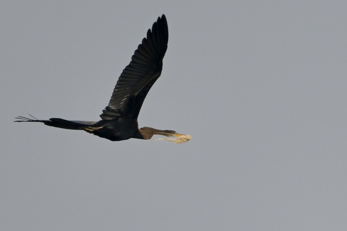 Oriental Darter - ML645322230