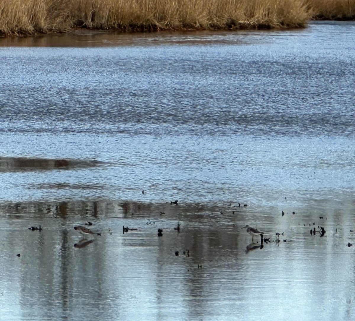Greater Yellowlegs - ML645322235