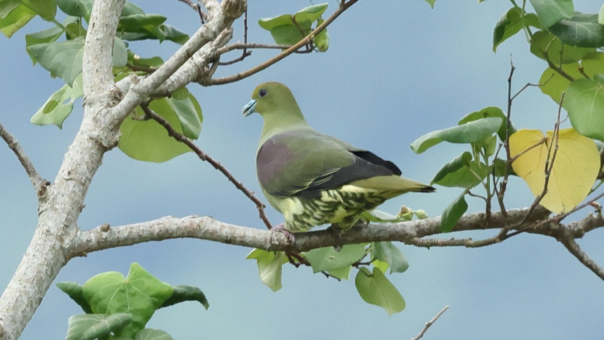 Whistling Green-Pigeon - ML645322236