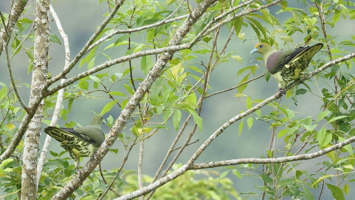 Whistling Green-Pigeon - ML645322237