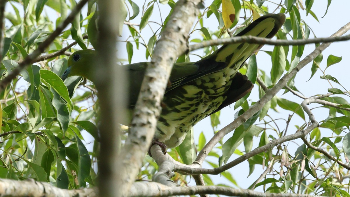 Whistling Green-Pigeon - ML645322239