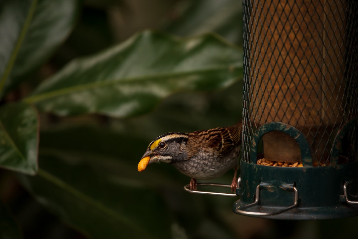 White-throated Sparrow - ML645322242