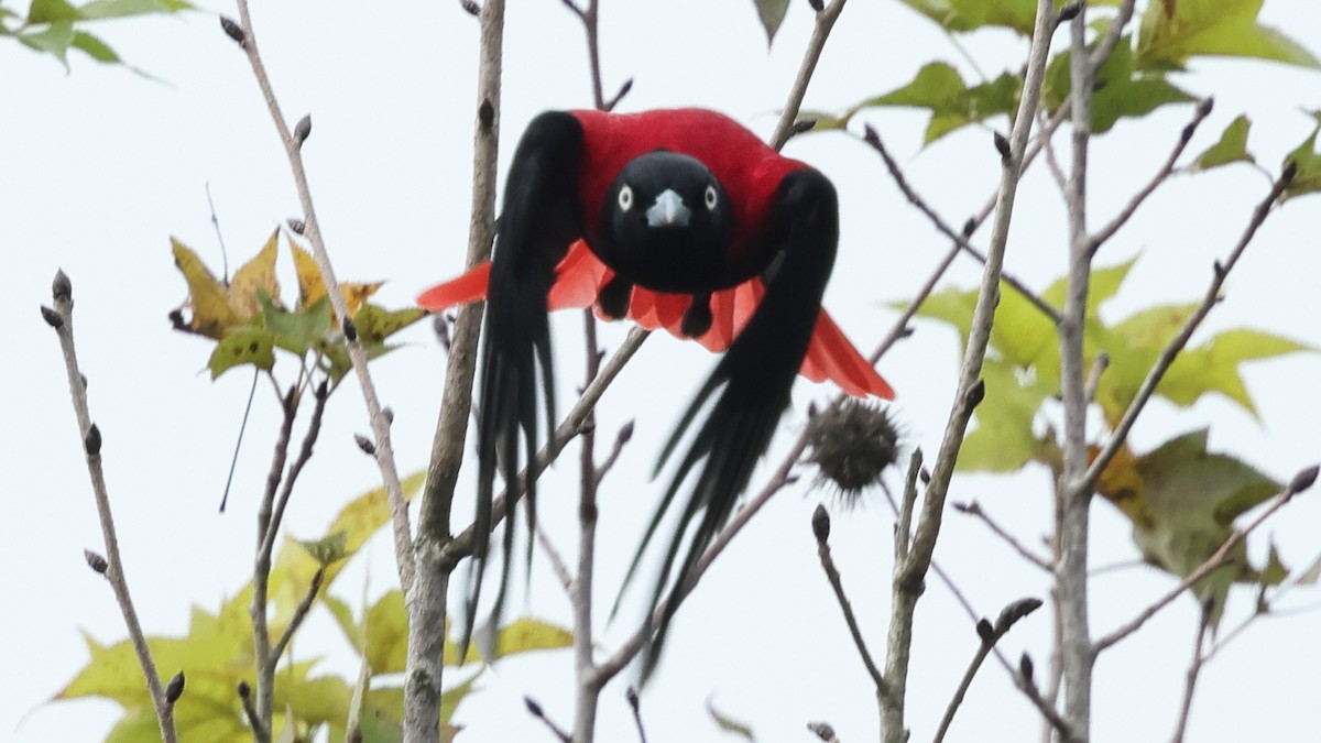 Maroon Oriole - ML645322258