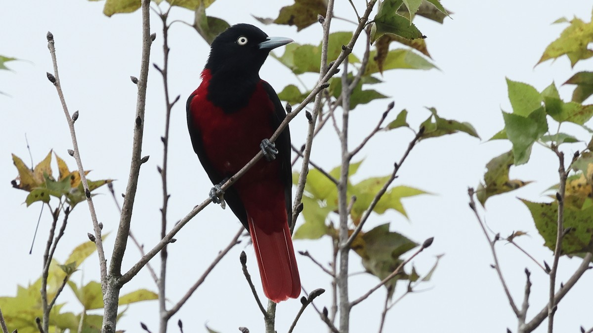 Maroon Oriole - ML645322259