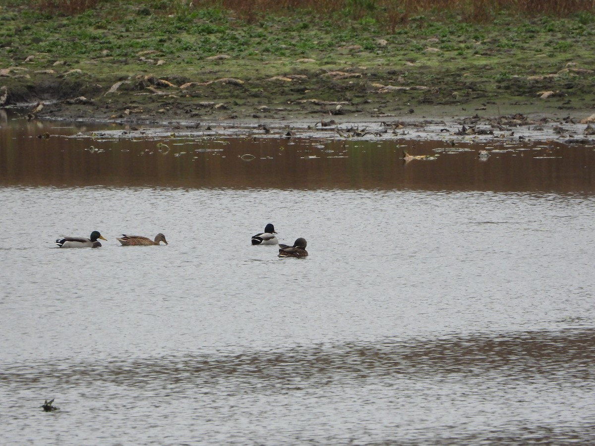 Mallard - ML645322266