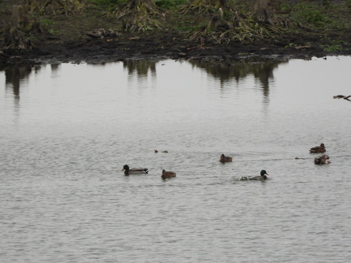 Mallard - ML645322267