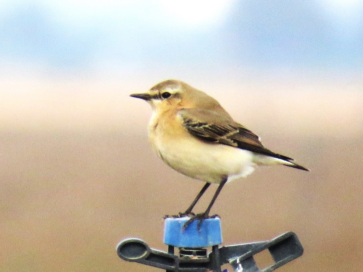Northern Wheatear - ML645322274