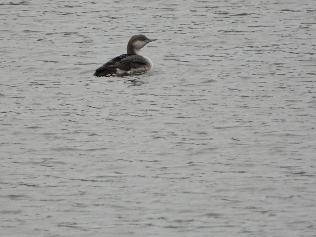Arctic Loon - ML645322277