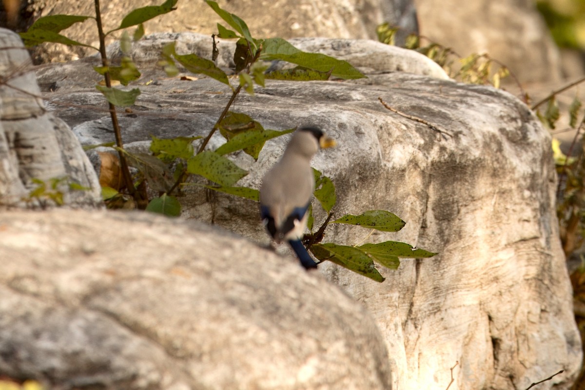 Japanese Grosbeak - ML645322278