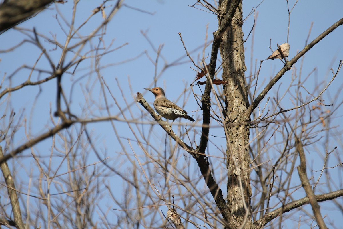 Northern Flicker - ML645322283