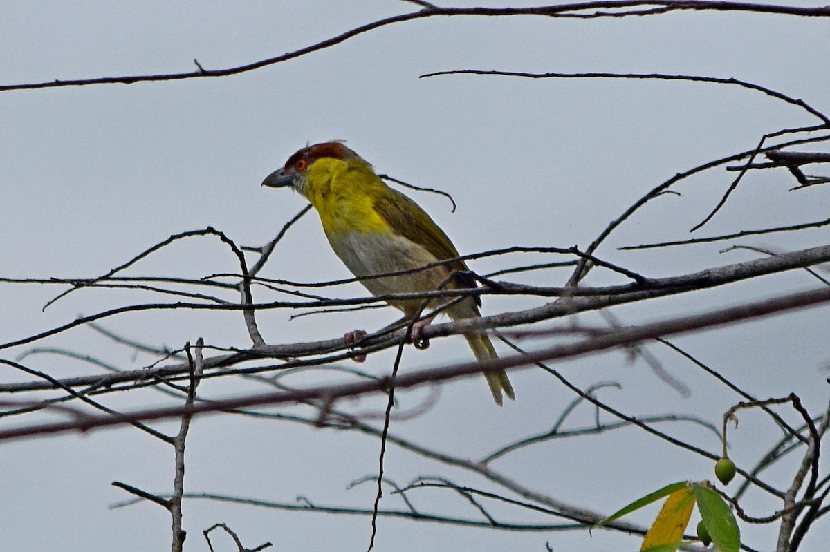 Rufous-browed Peppershrike - ML645322305