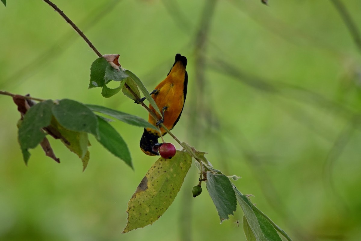 Orange-crowned Euphonia - ML645322313