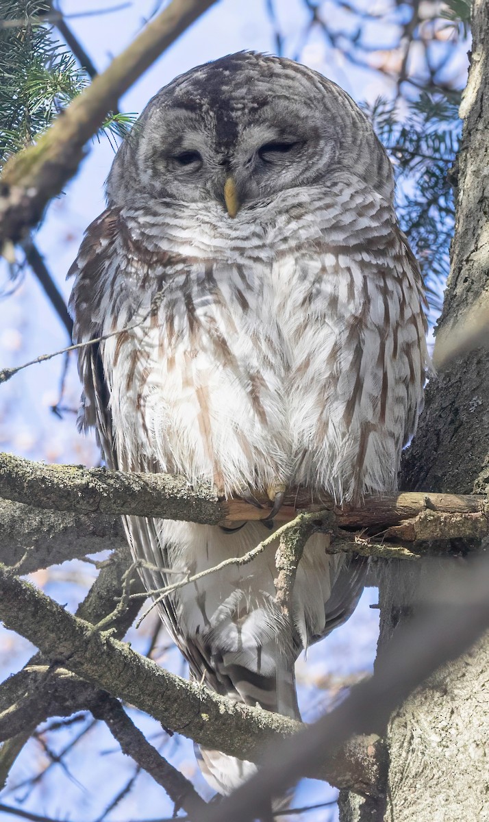 Barred Owl - ML645322315
