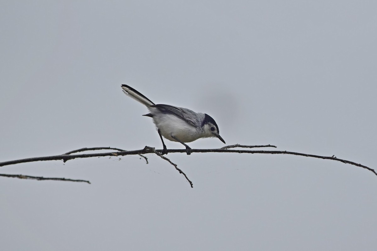 Weißbrauen-Mückenfänger - ML645322317