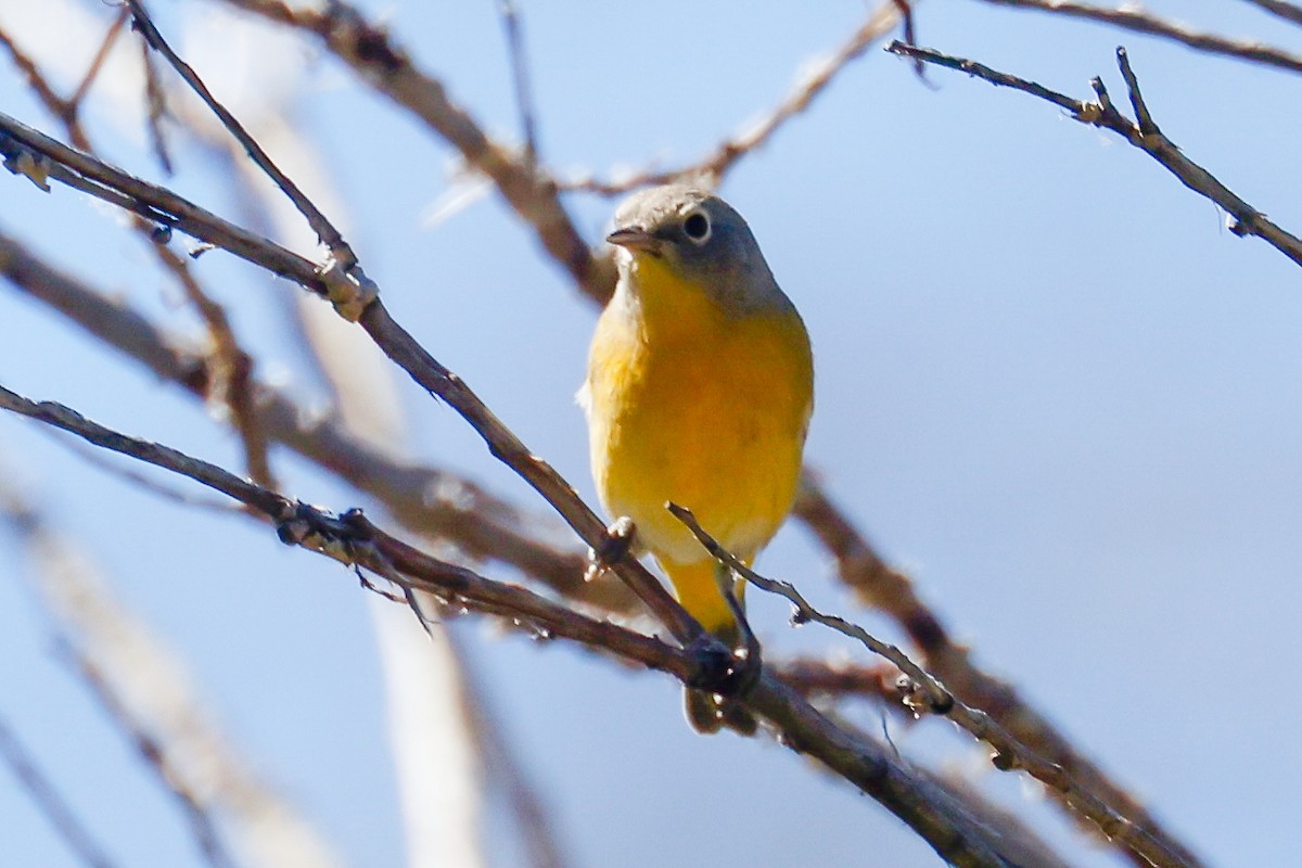Nashville Warbler - ML645322324