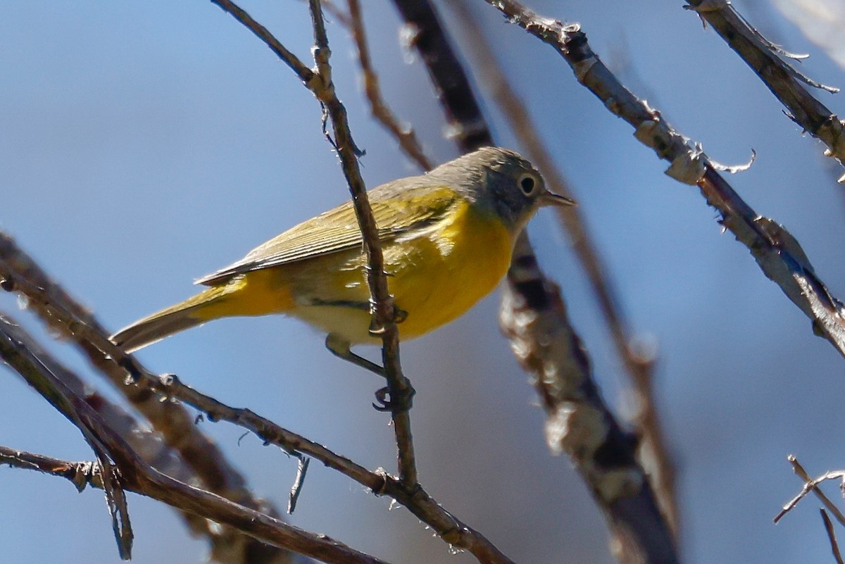 Nashville Warbler - ML645322325