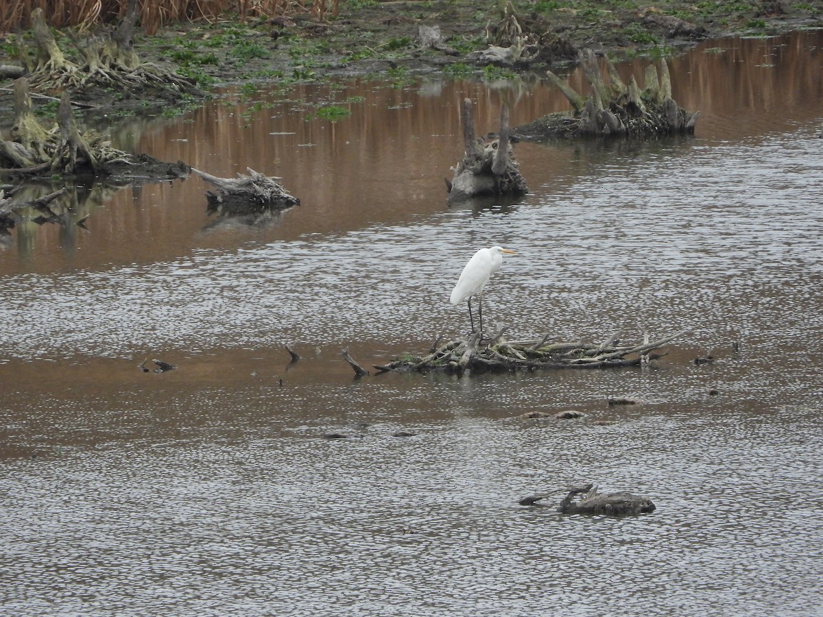 Great Egret - ML645322350