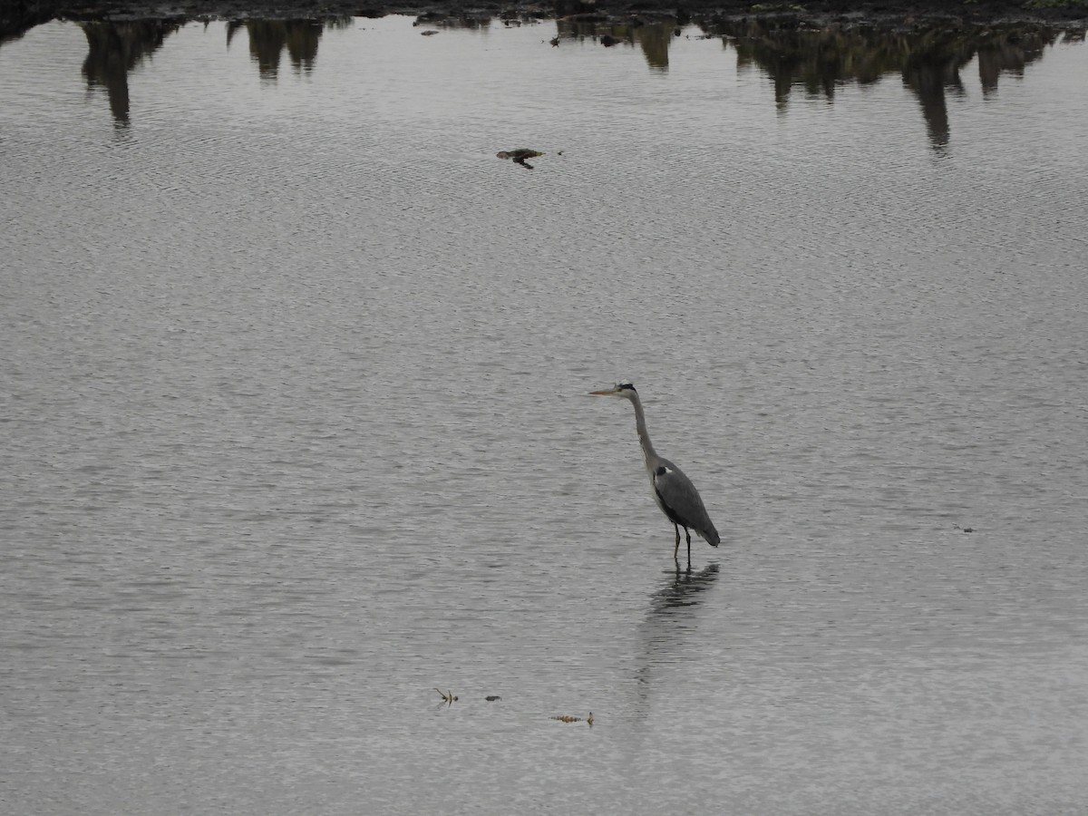 Gray Heron - ML645322360