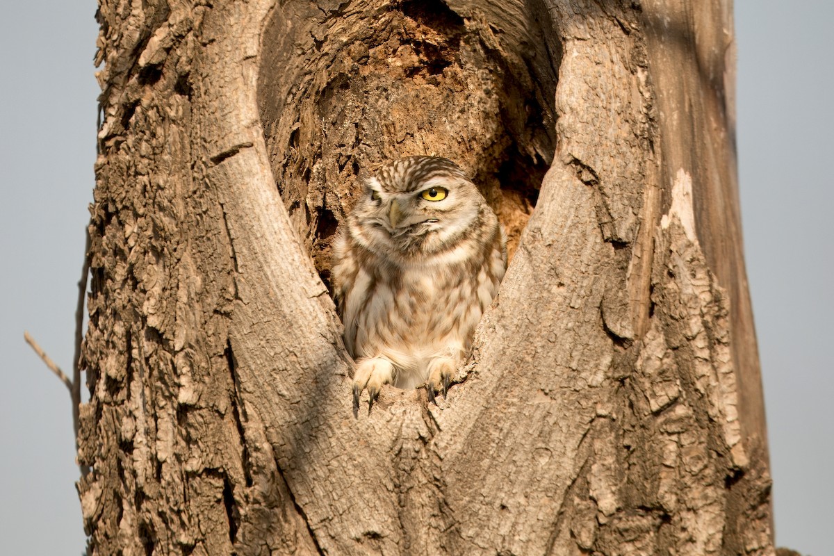Little Owl - ML645322383