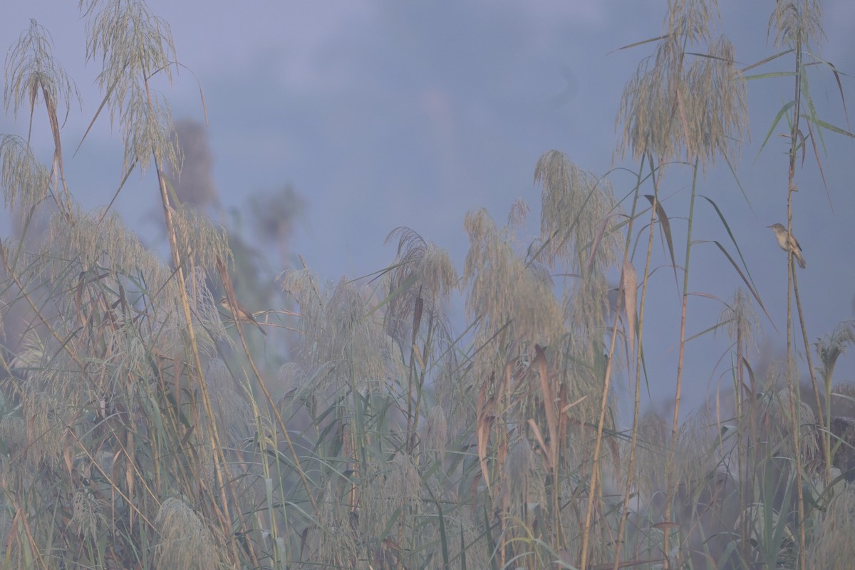 Lezkari zalapartaria - ML645322399