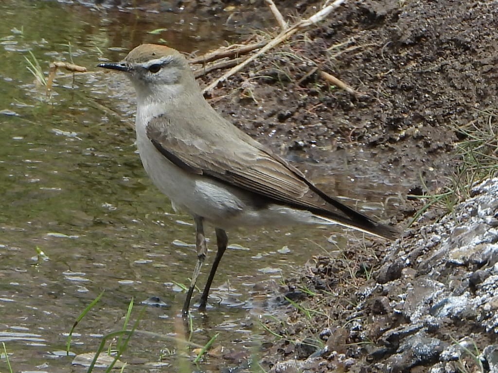 White-browed Ground-Tyrant - ML645322407