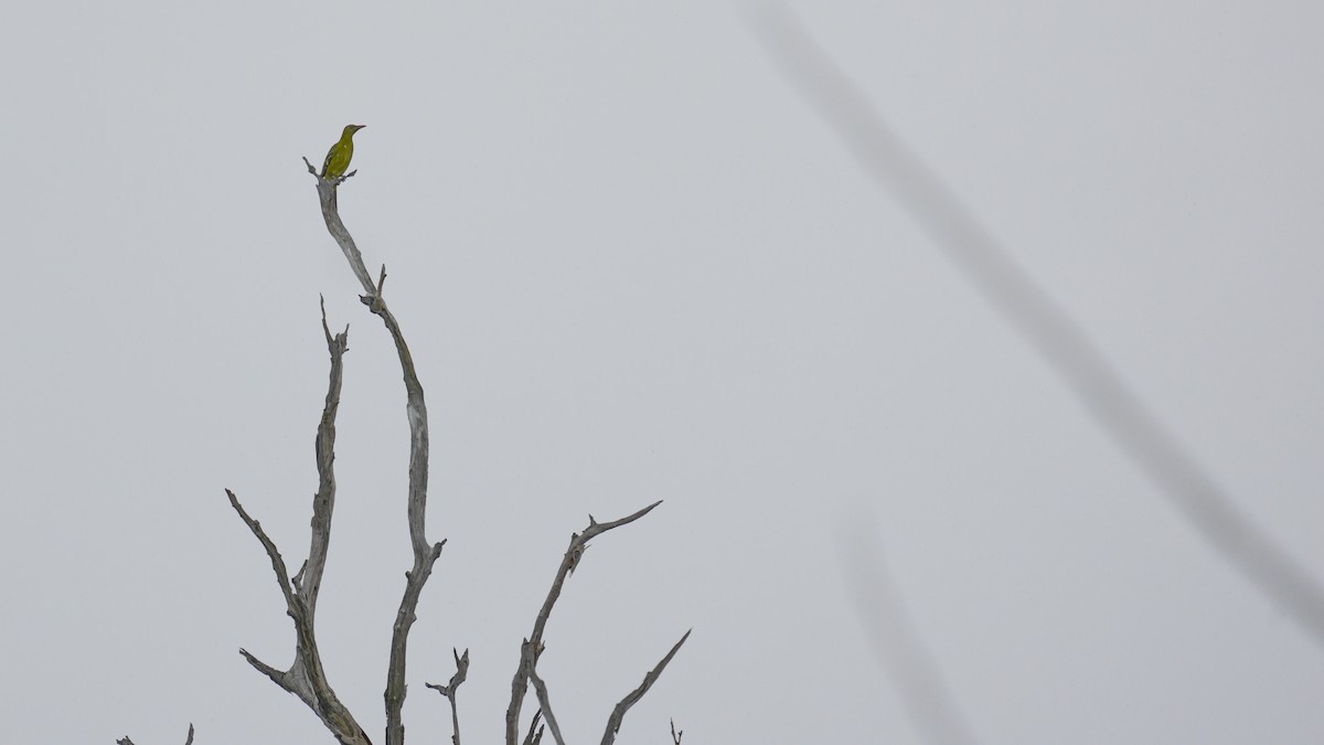Green Oriole - ML645322411
