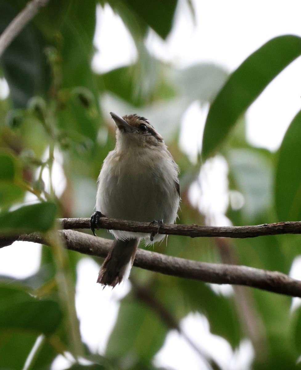 Predicted Antwren - ML645322419