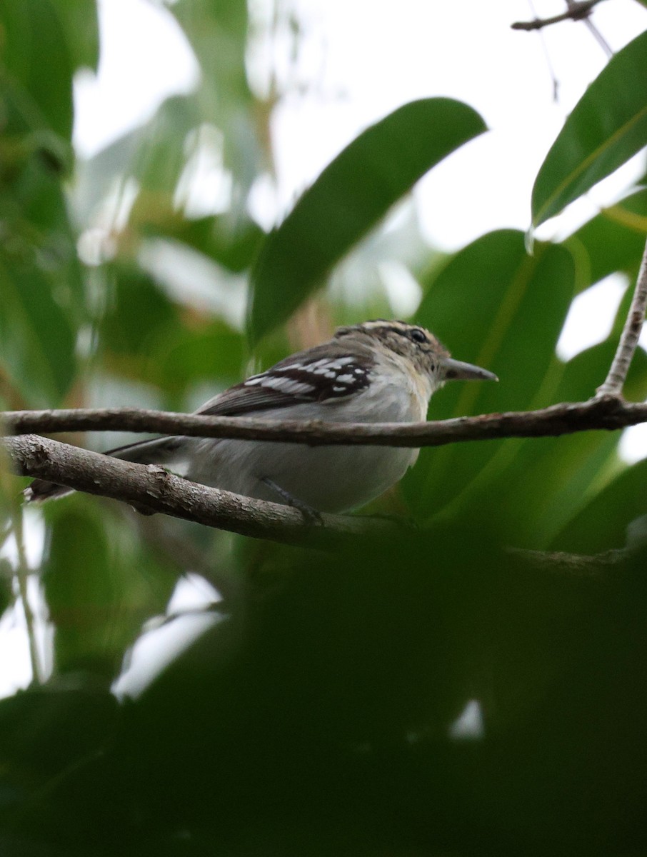 Predicted Antwren - ML645322420