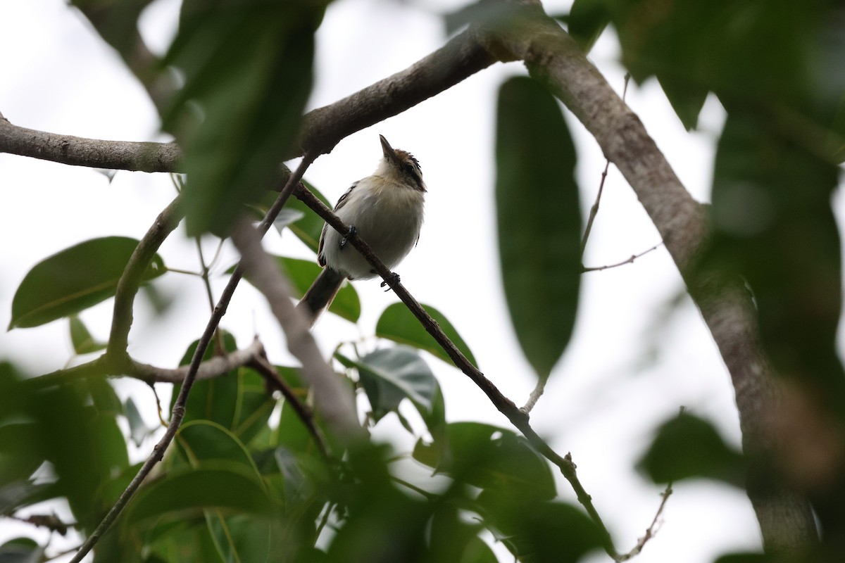 Predicted Antwren - ML645322421