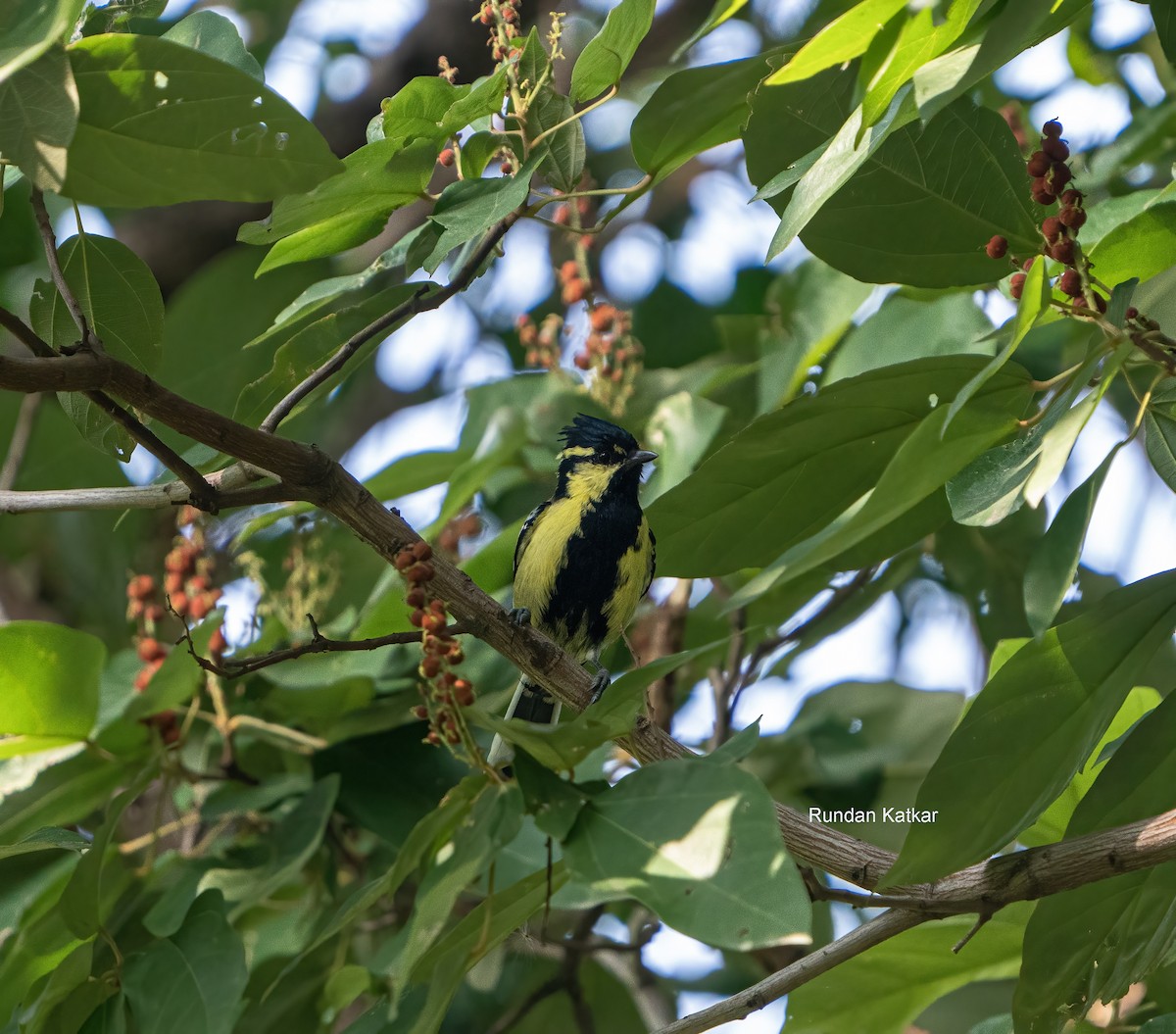 Indian Yellow Tit - ML645322423