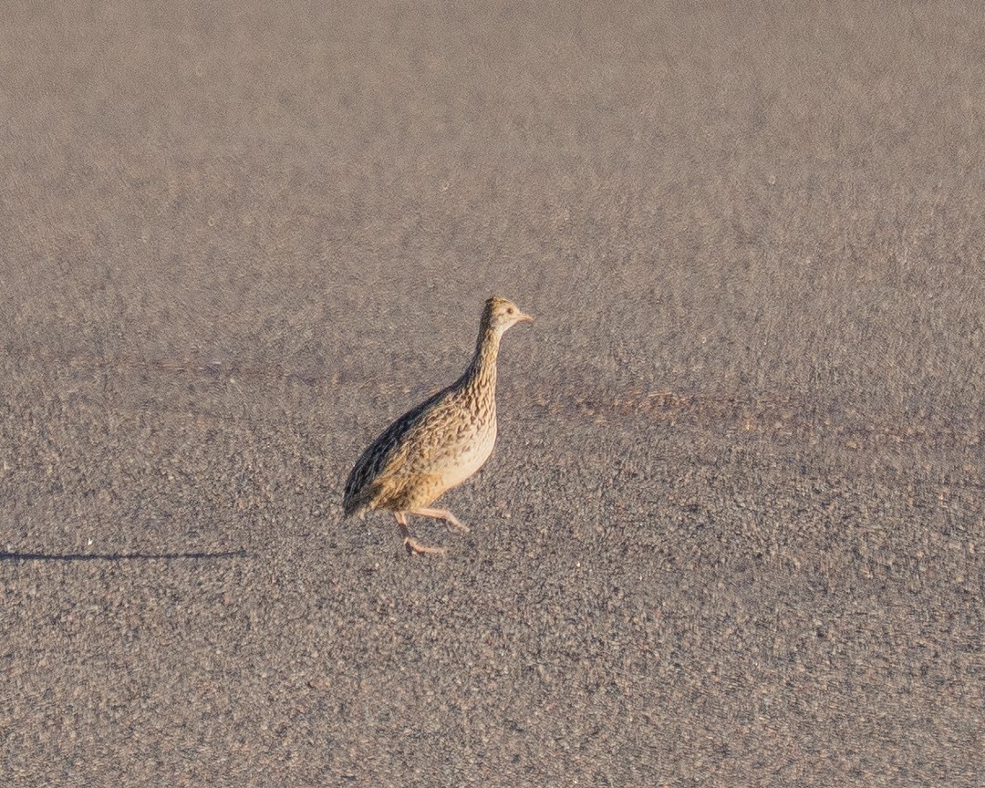 Spotted Nothura - ML645322429