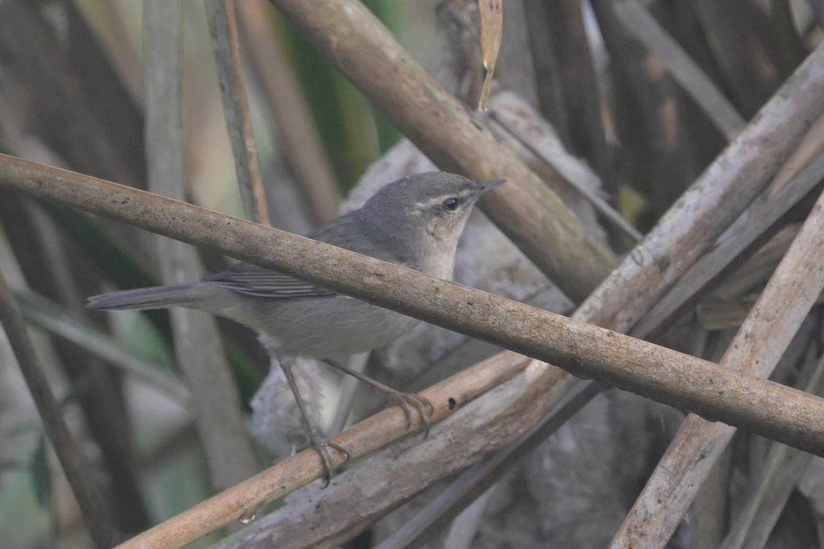 Dusky Warbler - ML645322440