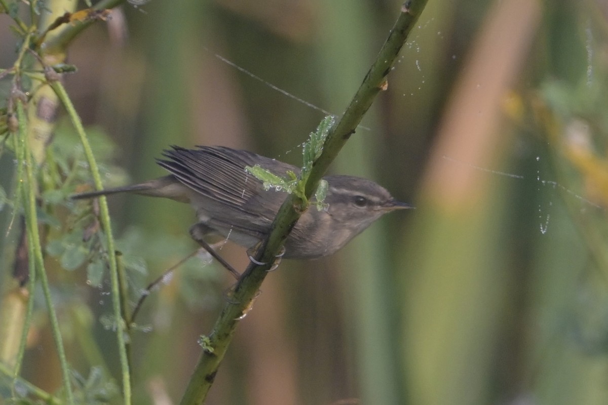 Dusky Warbler - ML645322444