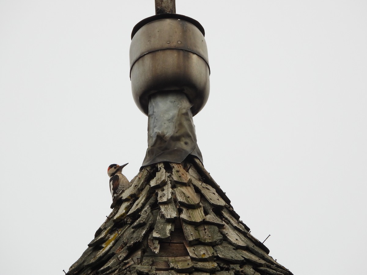 Syrian Woodpecker - ML645322446