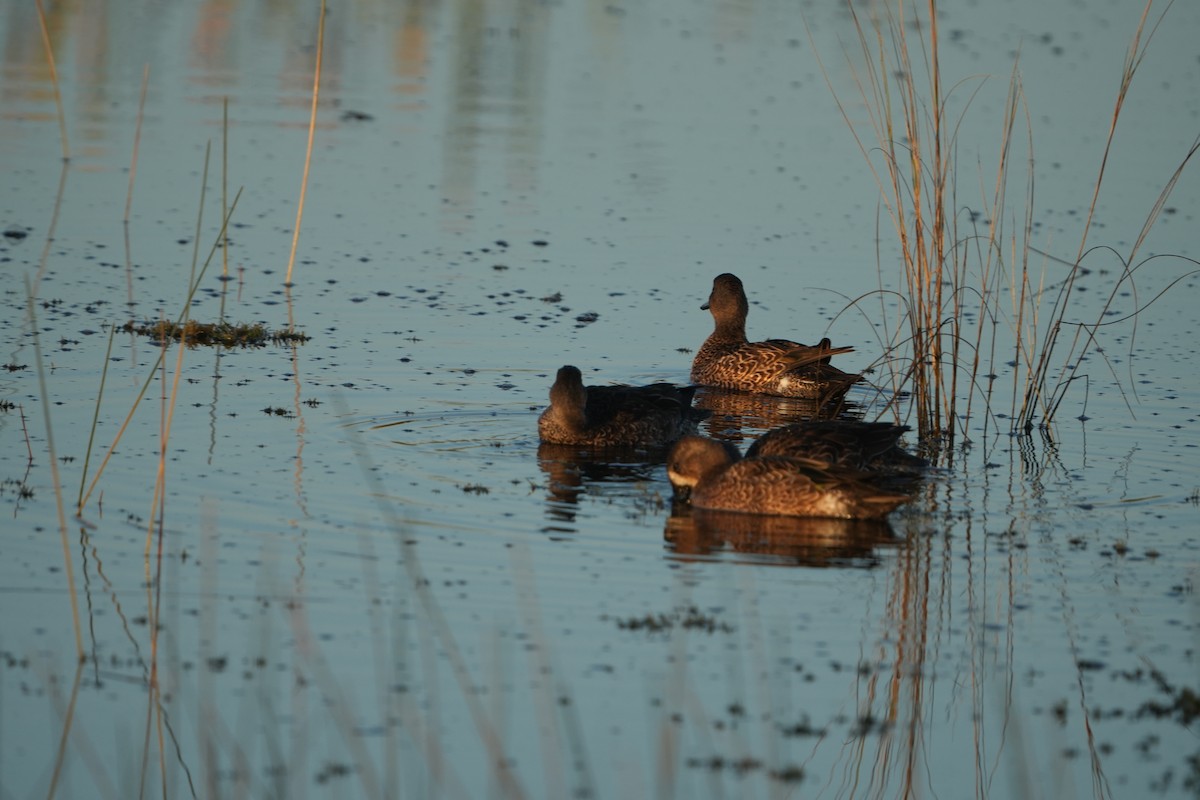 Blue-winged Teal - ML645322449