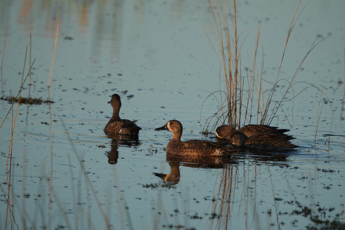 Blue-winged Teal - ML645322450