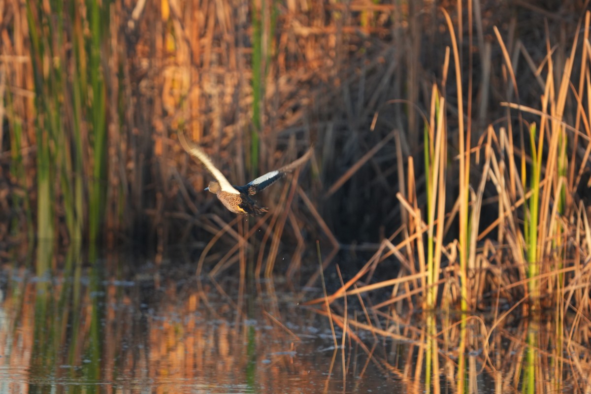 Blue-winged Teal - ML645322451