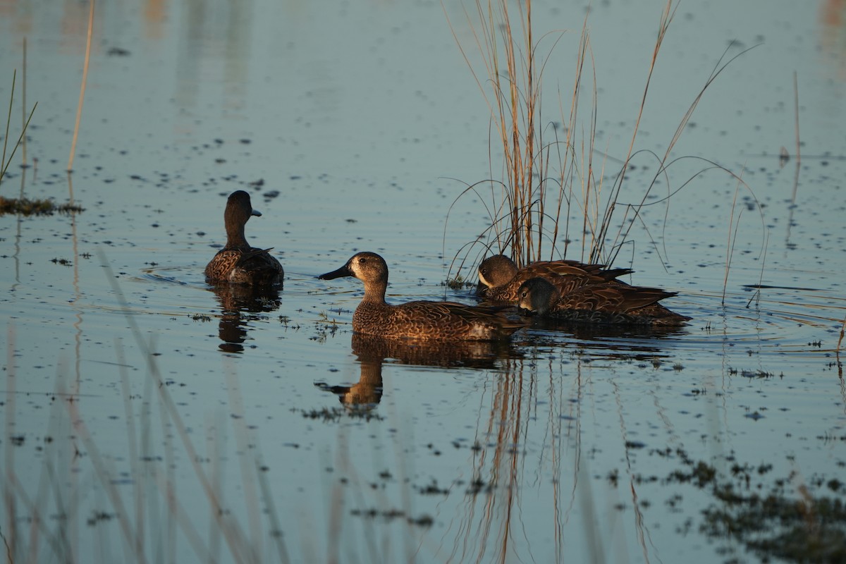 Blue-winged Teal - ML645322452