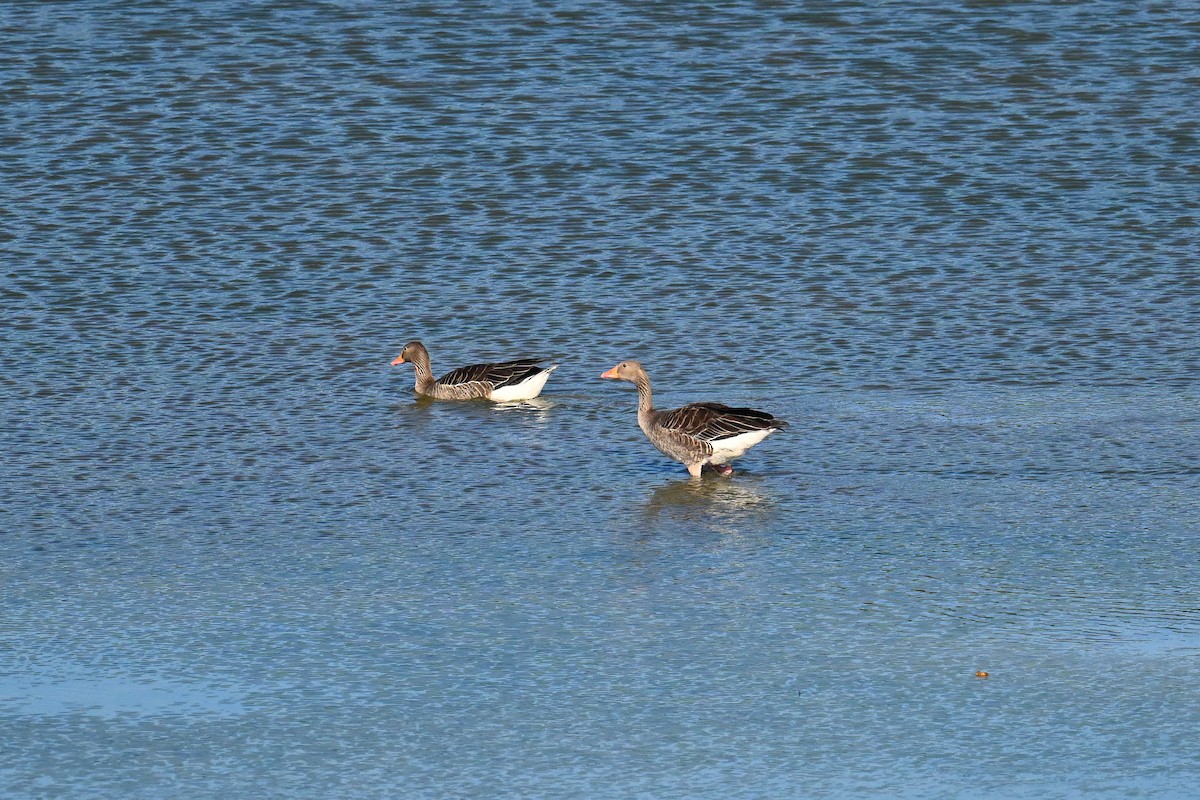 Graylag Goose - ML645322453