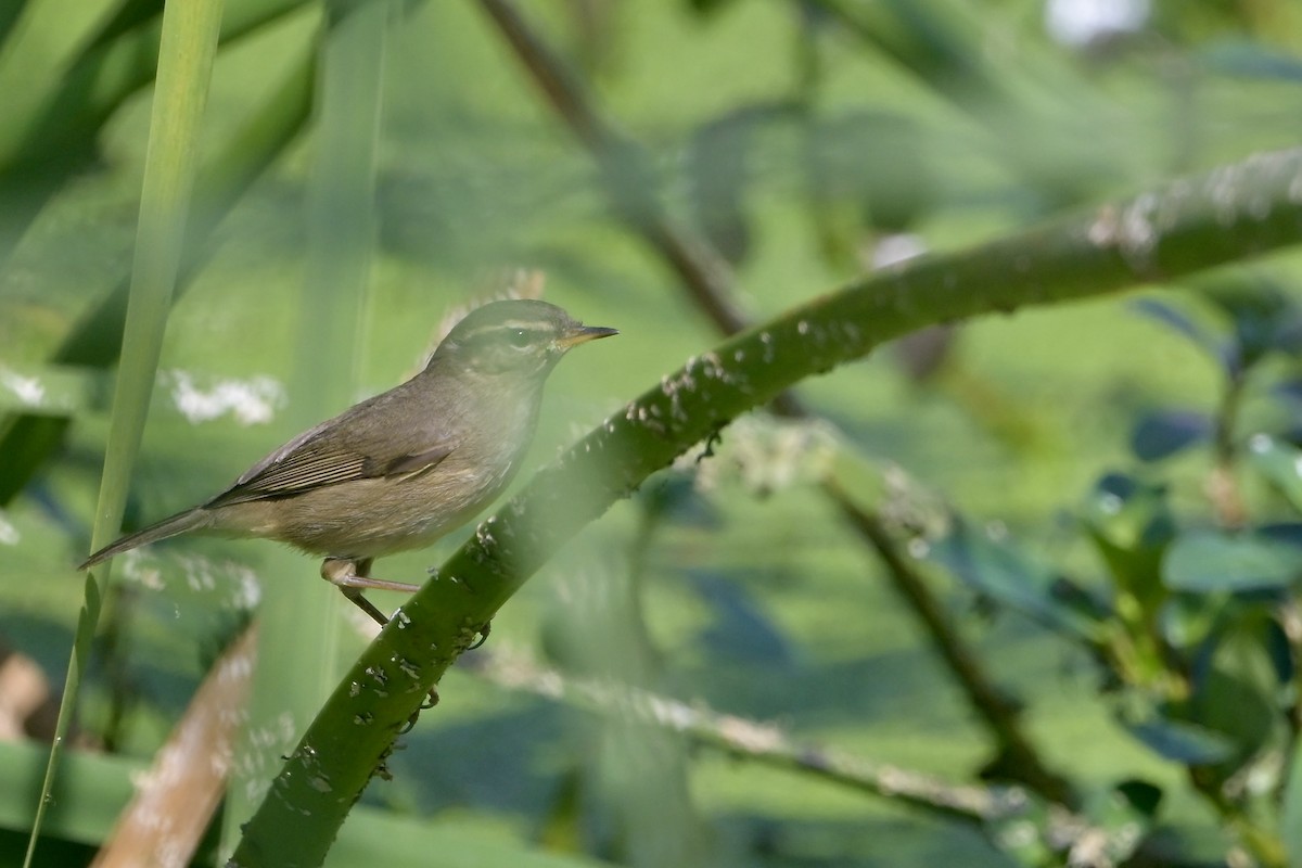 Dusky Warbler - ML645322458