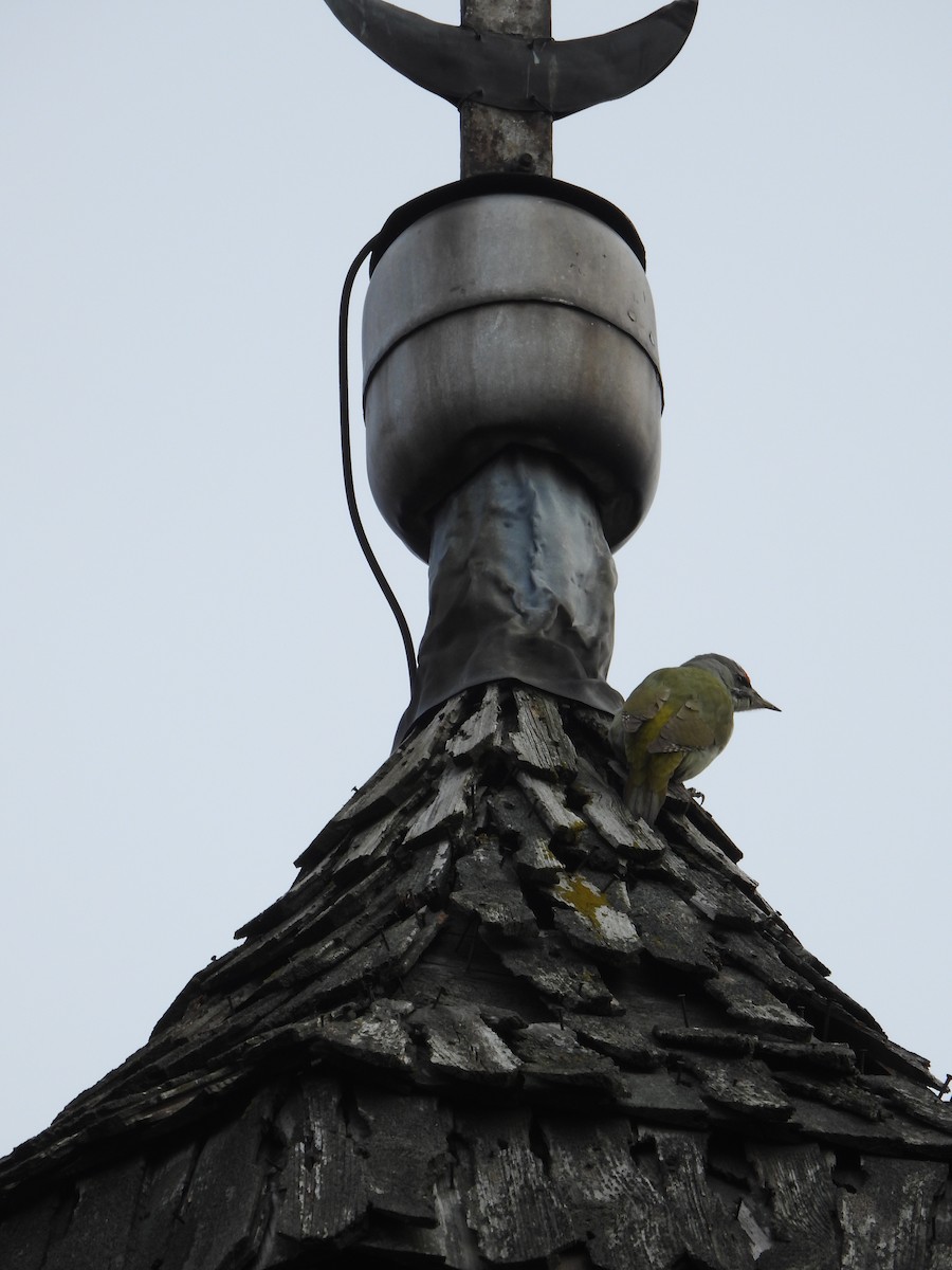 Жовна сива - ML645322460